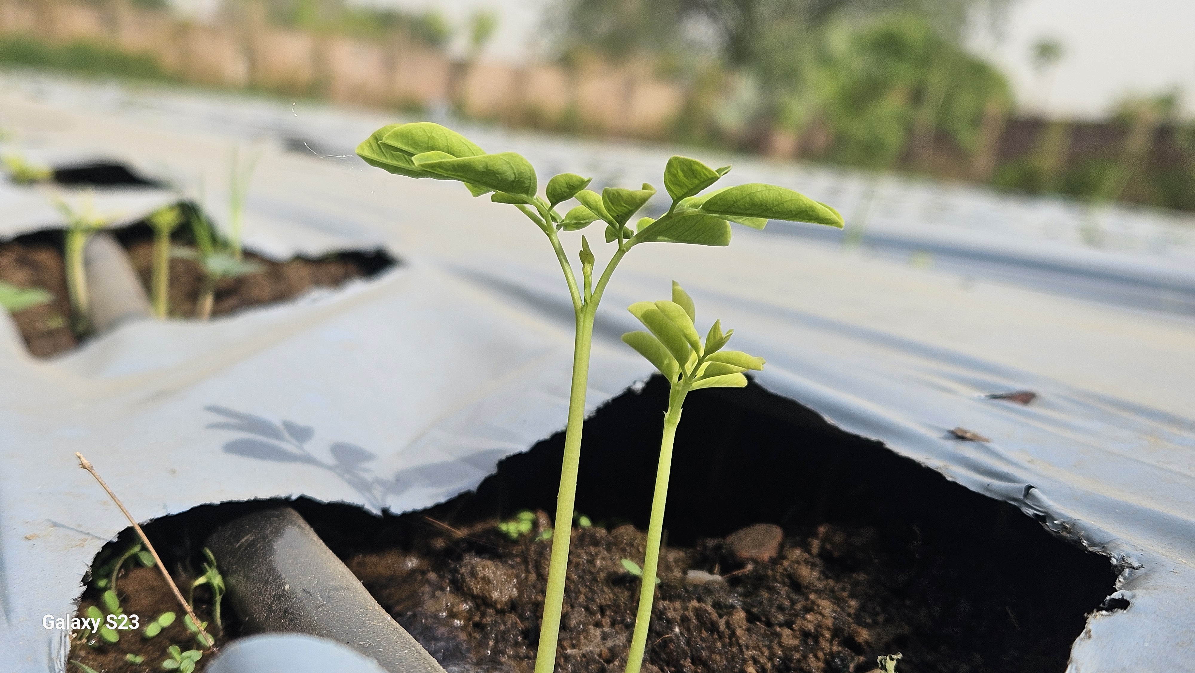 Moringa Seedlings Sprouting
