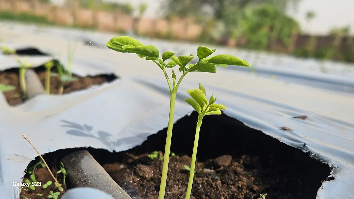 Moringa Seedlings Sprouting
